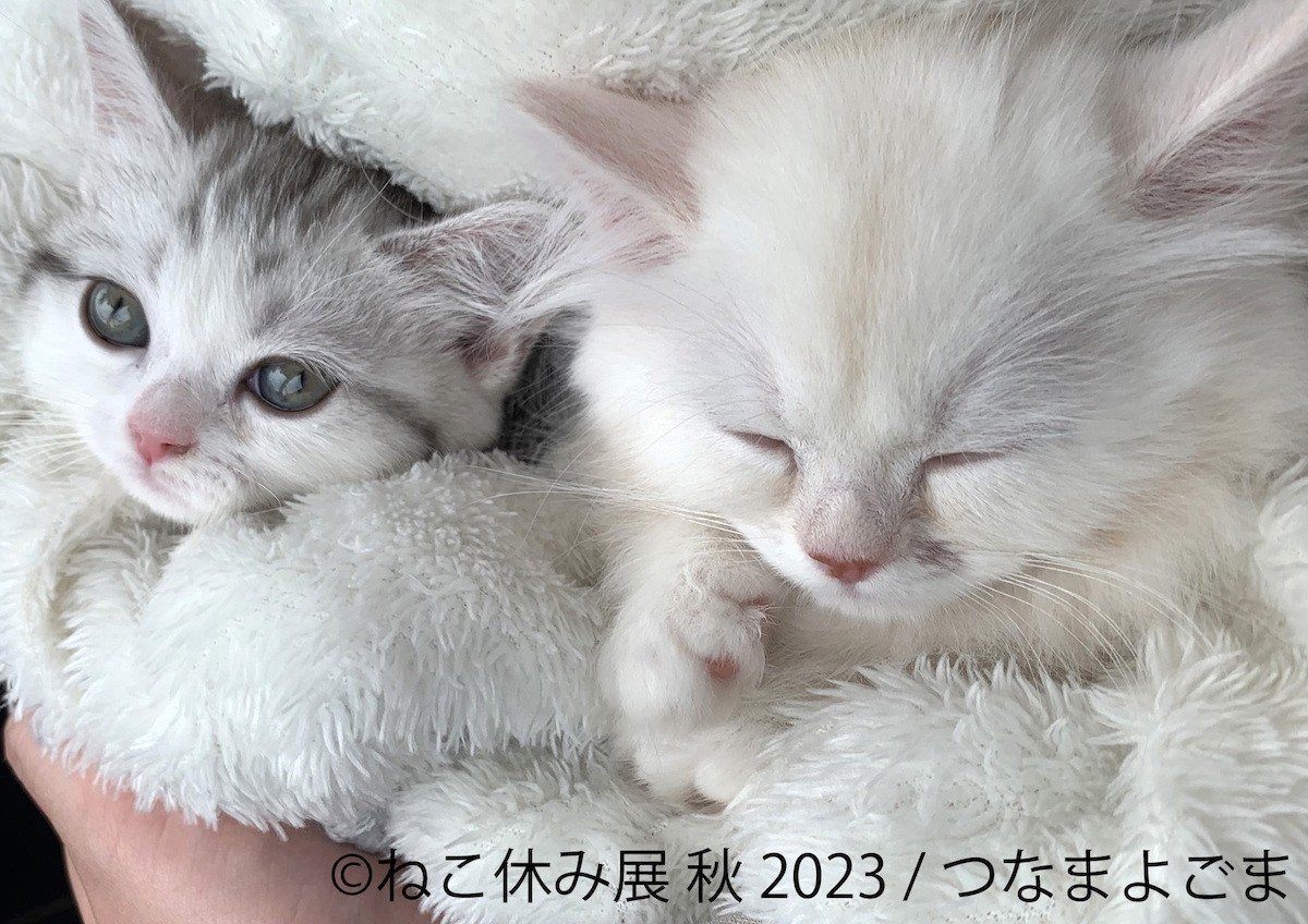 230831_ねこ休み展