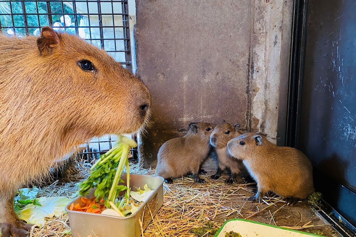 230106_伊豆シャボテン動物公園