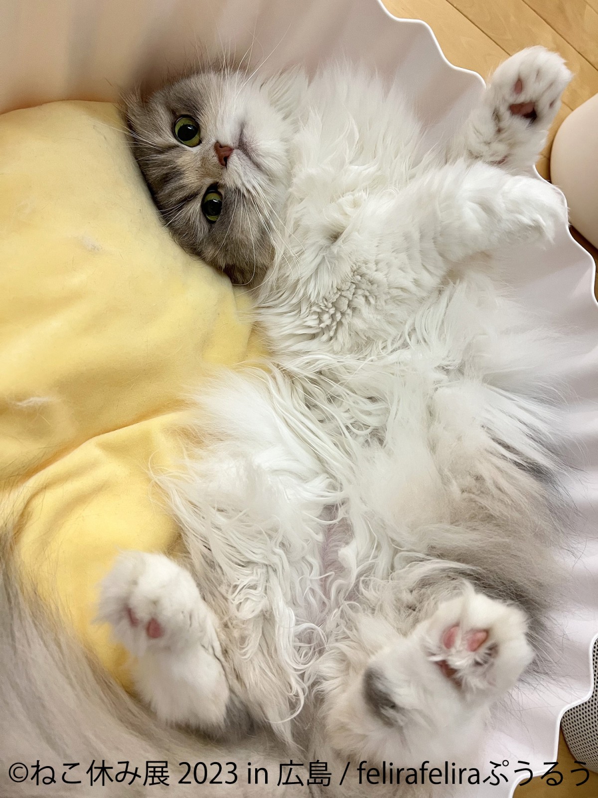 20230224_「ねこ休み展 2023 in 広島」