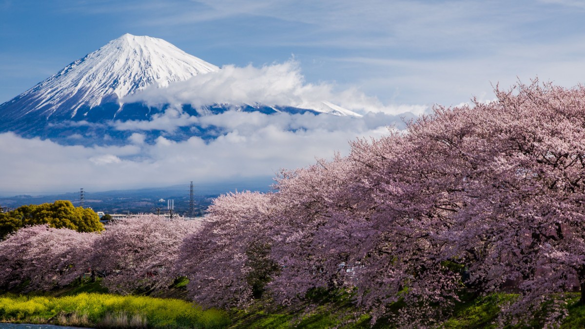 静岡県の「春を感じる絶景スポット」6選！ “富士山”と“桜”の競演や一面