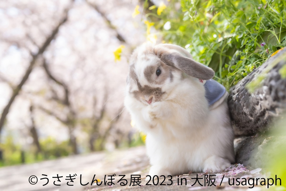 大阪「うさぎしんぼる展 2023」