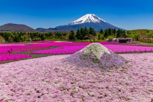 山梨「2023富士芝桜まつり」が開催！　映えるフォトスポットやグルメが登場