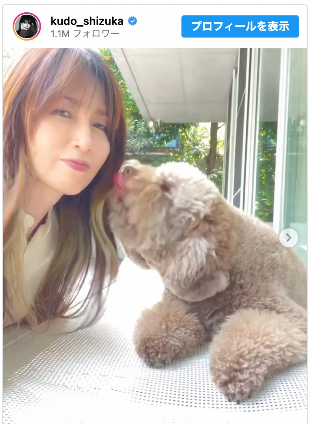 工藤静香と暮らす愛犬たち　※「工藤静香」インスタグラム