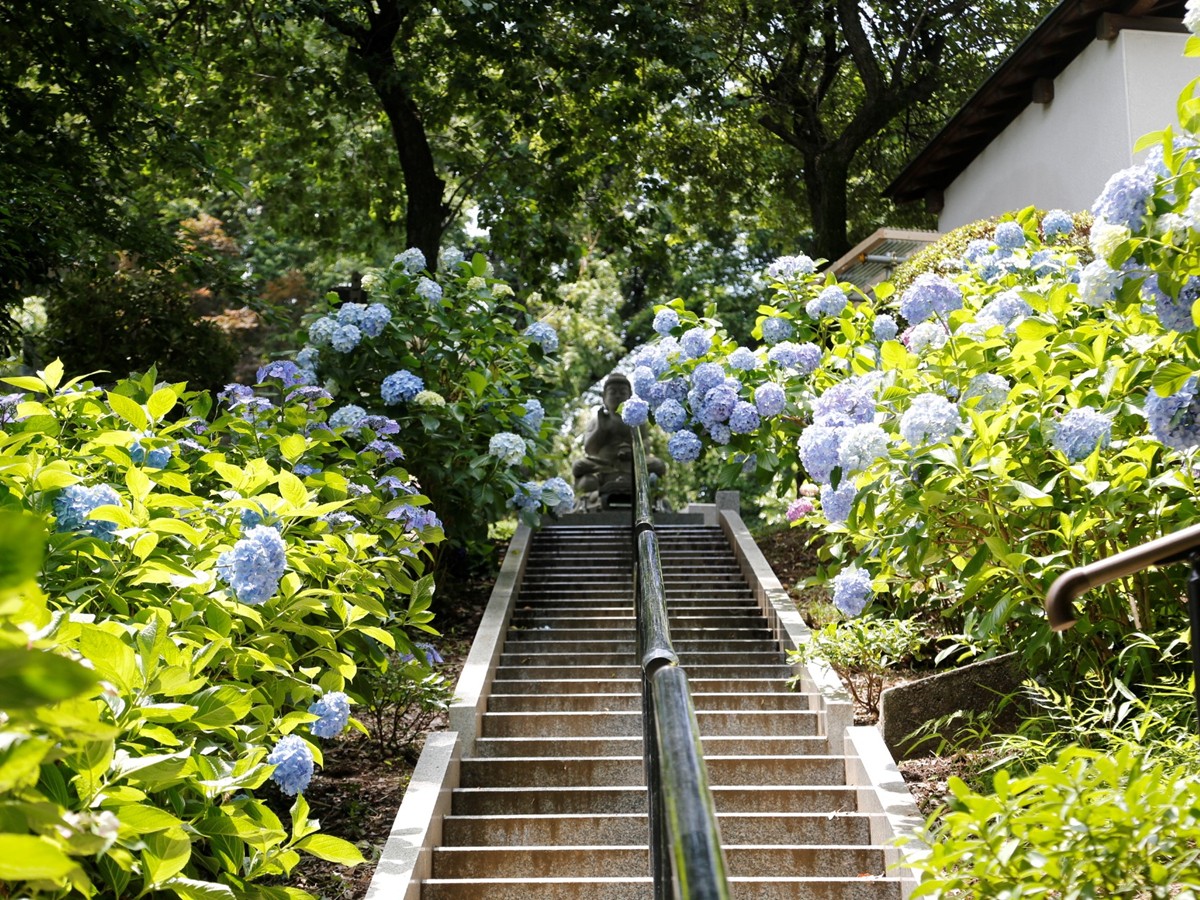 20230609「長尾山 妙楽寺のあじさいの見頃」