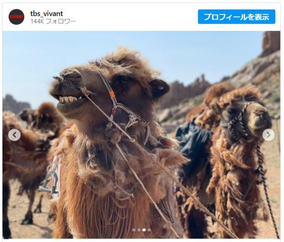 『VIVANT』名演技話題のラクダシーン撮影裏が公開　阿部寛の姿に「飼い主かと思った」