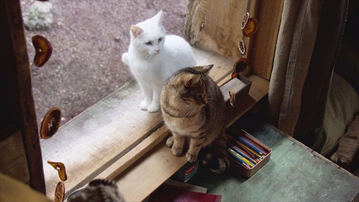 ＜世界猫の日＞『ルー、パリで生まれた猫』“猫LOVE”満載の予告編2種＆猫チラシ解禁
