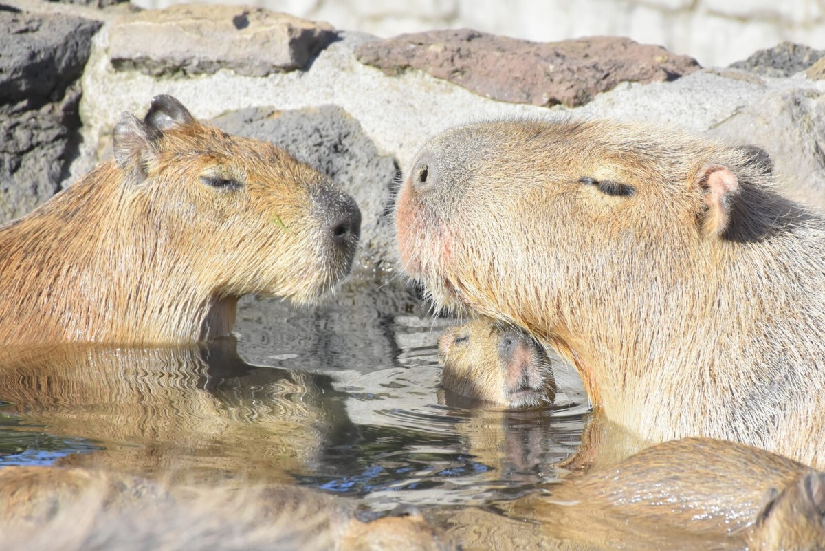 伊豆シャボテン動物公園_カピバラのゆず湯2023