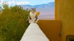 BSキャッ東『猫時報』加工前