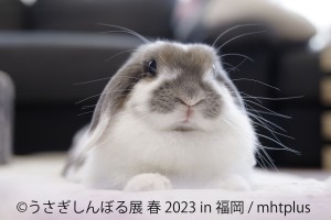  230217_うさぎしんぼる展 春 2023