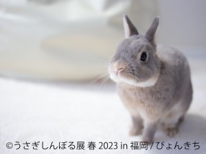  230217_うさぎしんぼる展 春 2023