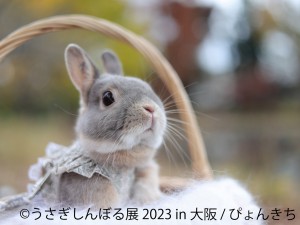 大阪「うさぎしんぼる展 2023」