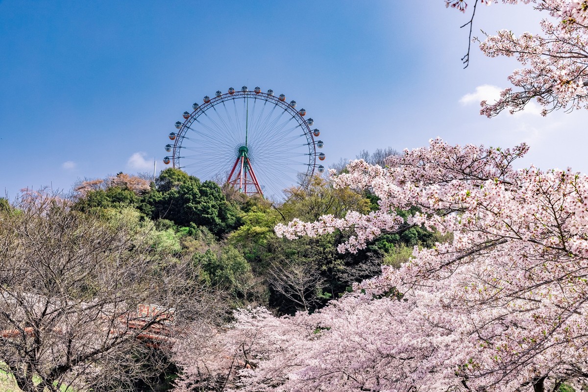 20230314さがみ湖桜まつり