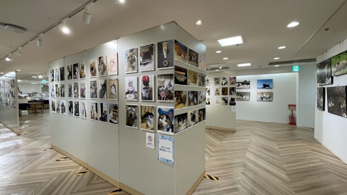 230413_飛び猫写真展