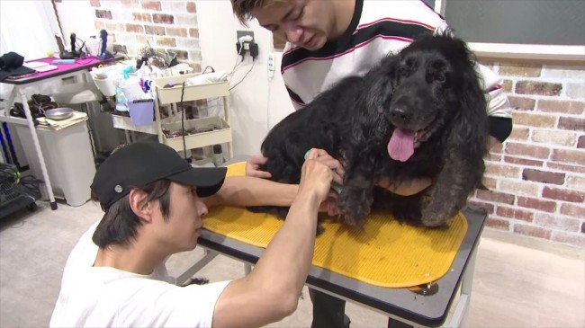 7月8日放送の『嗚呼!!みんなの動物園』より