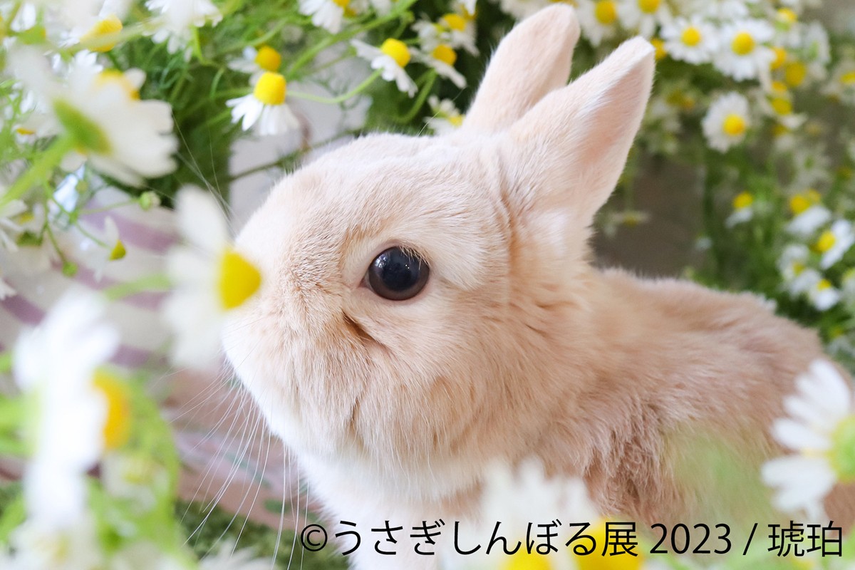 20230816「うさぎしんぼる展 2023」