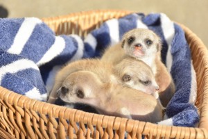 230106_伊豆シャボテン動物公園