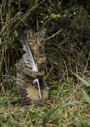 宮城・仙台フォーラスで猫写真展「もふあつめ展」2023