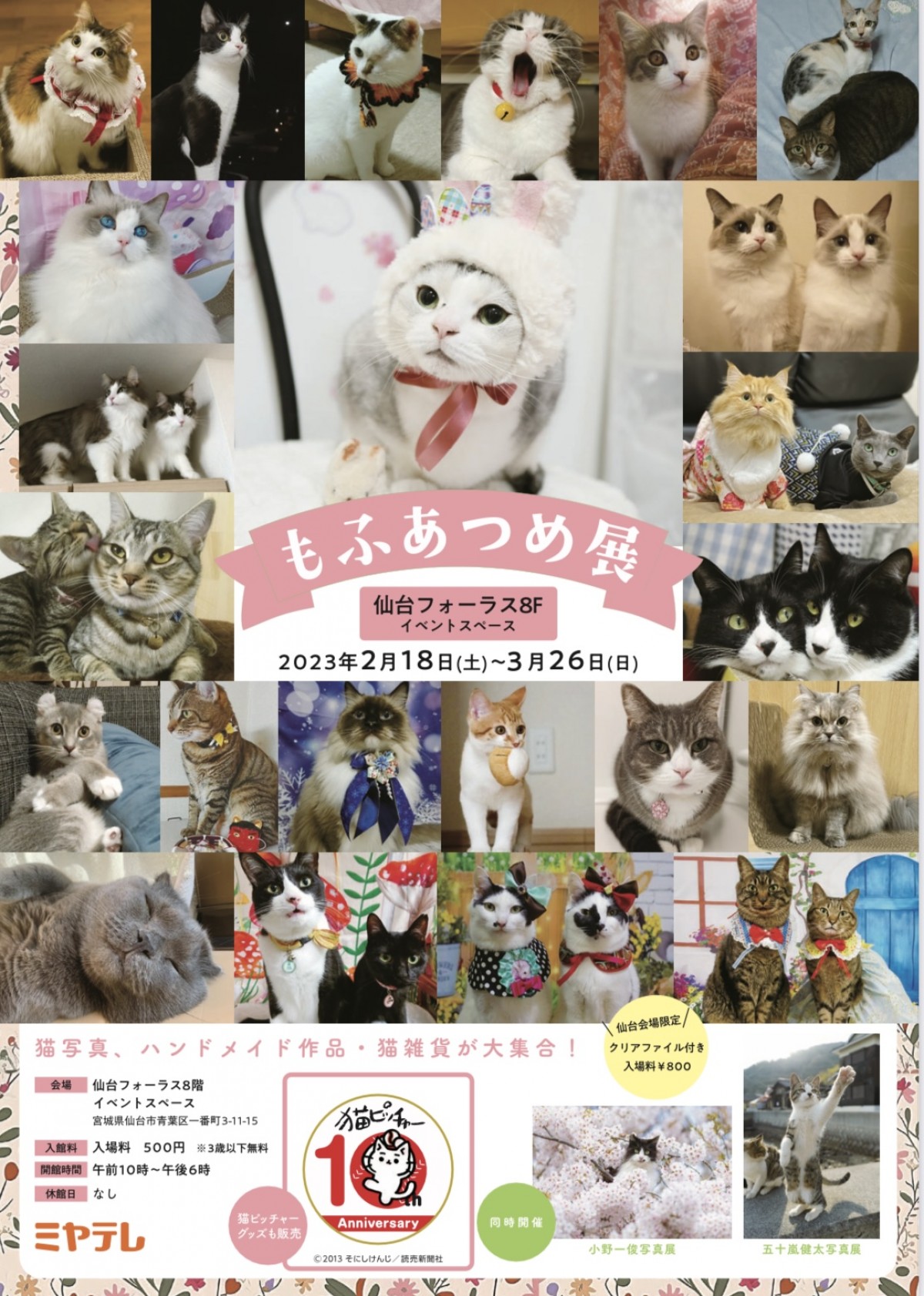 宮城・仙台フォーラスで猫写真展「もふあつめ展」2023