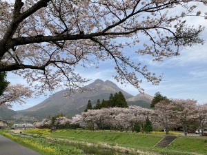 20230312「じゃらん まるで絵画のような桜絶景ランキング」