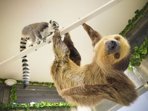 茨城・イオンモールに“屋内型ふれあい動物園”が誕生へ！　約20種300匹以上の動物を展示