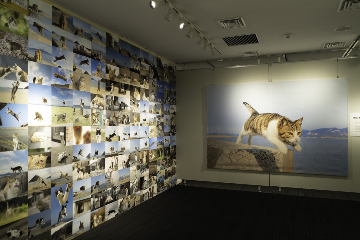 230413_飛び猫写真展