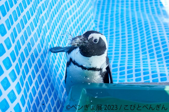浅草で“ペンギンと金魚の写真展＆物販展”開催へ！　癒しの納涼アートや限定グッズが集結