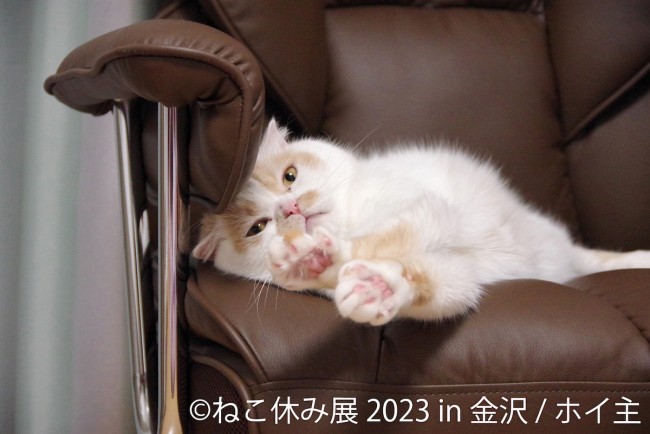「ねこ休み展」金沢で2年ぶりの開催へ！　石川グルメを楽しむ猫の作品や限定グッズも