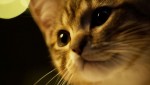 映画『ルー、パリで生まれた猫』場面写真
