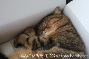 231218_「ねこ休み展」2024年初の“冬の本祭”開催へ！