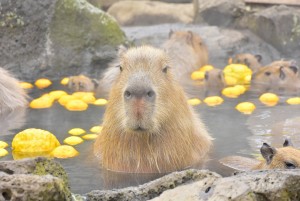 伊豆シャボテン動物公園「カピバラのゆず湯」開催！　4つ子の赤ちゃんカピバラが初入浴