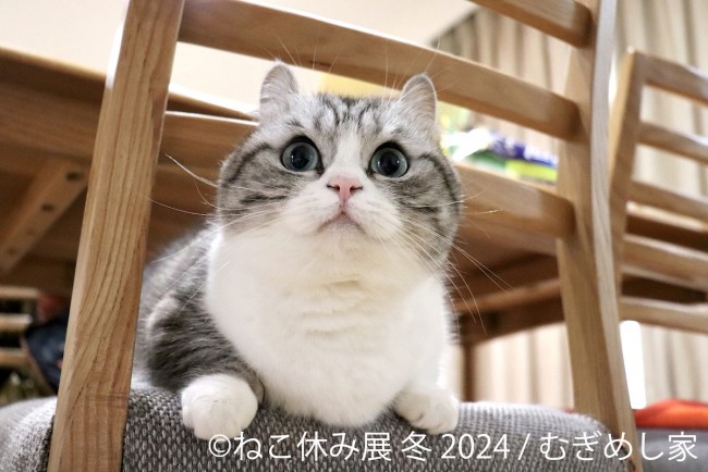 東京で「ねこ休み展」冬の本祭開催へ！　新たなスター猫の登場＆スイーツとのコラボグッズ販売も