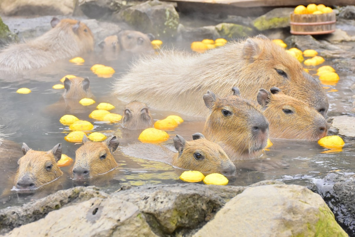 （写真）伊豆シャボテン動物公園「カピバラのゆず湯」開催！ 4つ子の赤ちゃんカピバラが初入浴 - おでかけ - クランクイン！トレンド