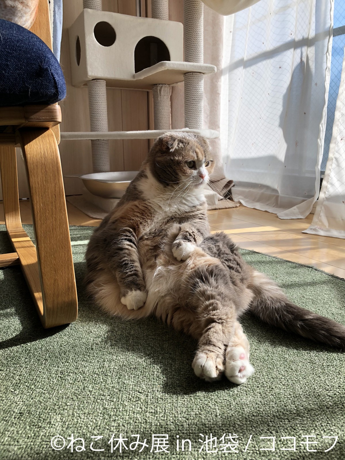ねこ休み展 in 池袋20231223