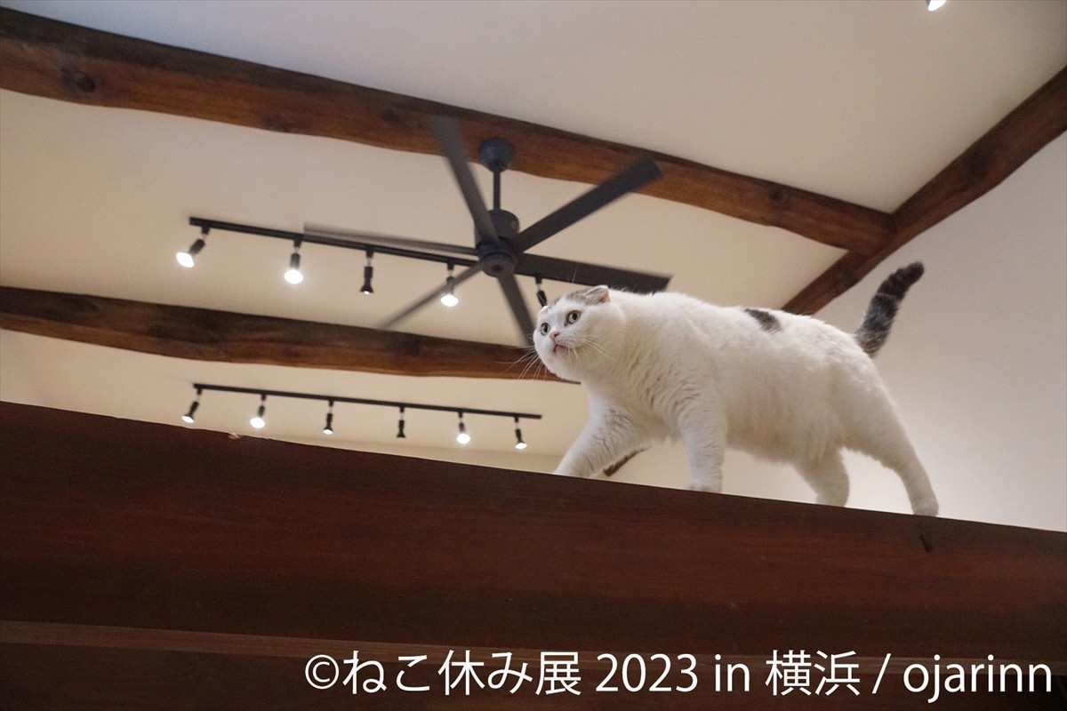 20230119_「ねこ休み展 2023 in 横浜」