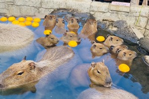 230106_伊豆シャボテン動物公園