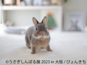 大阪「うさぎしんぼる展 2023」