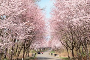 20230312「じゃらん まるで絵画のような桜絶景ランキング」