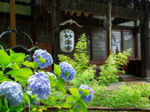神奈川“長尾山 妙楽寺”のあじさいが見頃に！　28種類約1000株が境内を埋め尽くす