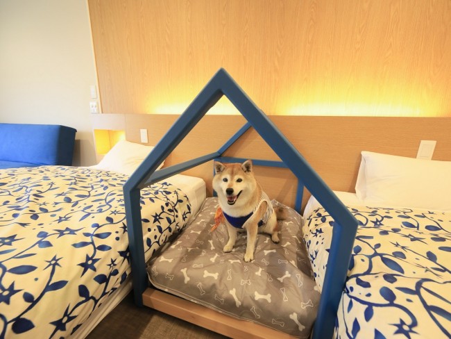 西伊豆の“愛犬と泊まれる温泉旅館”に新客室！　並んで眠るオリジナル愛犬用ベッドを設置