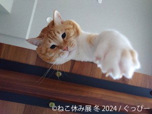 231218_「ねこ休み展」2024年初の“冬の本祭”開催へ！