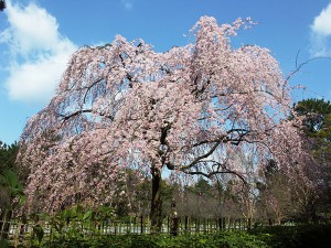 20240308「じゃらん 会いに行きたい一本桜ランキング」