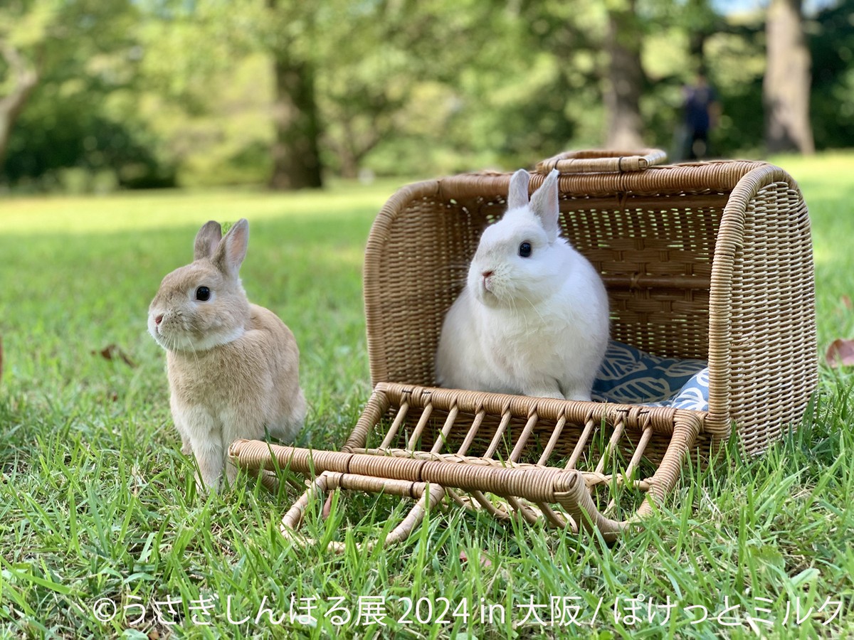 20240425「うさぎしんぼる展 2024 in 大阪」