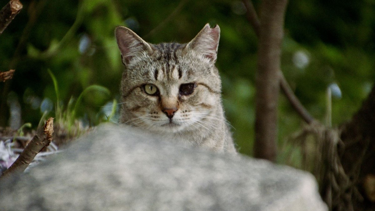 人と猫と自然の共生を映し出すドキュメンタリー映画『五香宮の猫』本予告解禁　ほしよりこ、小林聡美らのコメントも到着