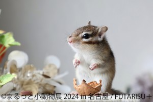 名古屋で「まるっと小動物展」開催へ！　ハムスターやリスなどのキュートな作品を展示