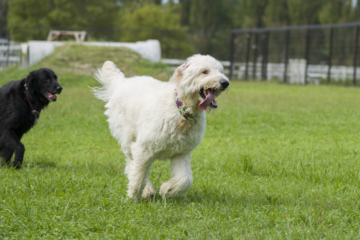 20240229「愛犬と一緒にお出かけできるスポット10選」