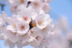 10代が選ぶ「桜ソング」ランキング発表！　2位のコブクロ「桜」抑えた1位は？