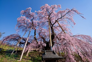 20240308「じゃらん 会いに行きたい一本桜ランキング」