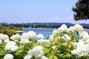 横浜・八景島シーパラダイス「あじさい祭」開催へ！　生きものと花々のコラボなど実施
