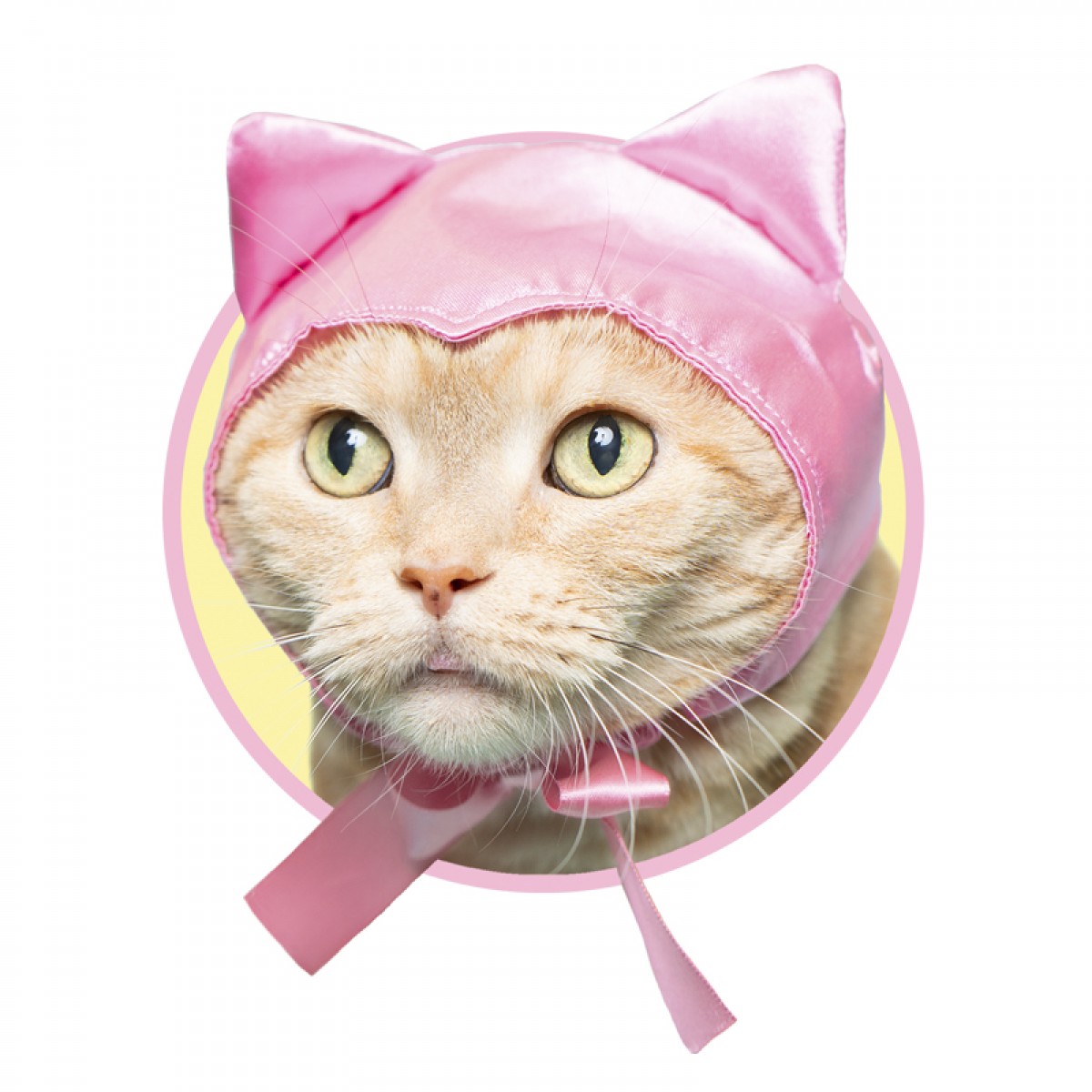 20240719_「かわいい かわいい ねこみみちゃん」