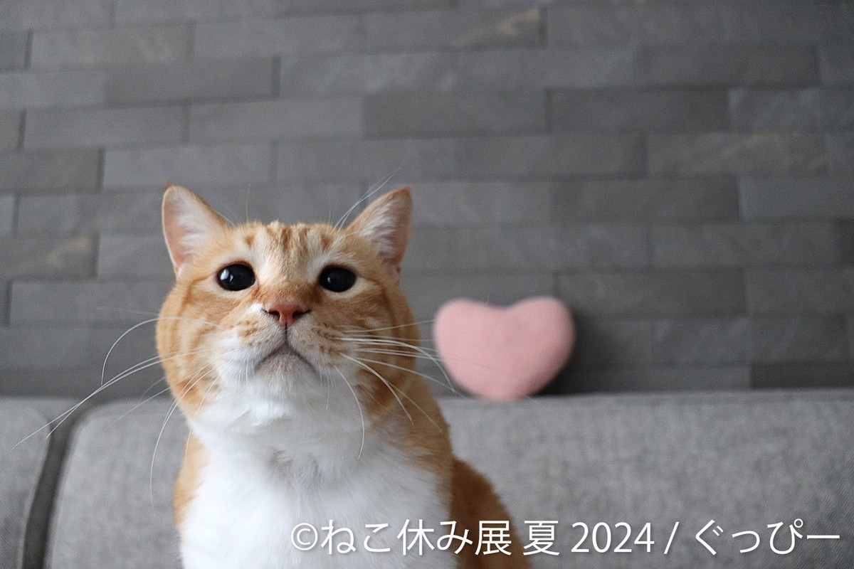20240704「ねこ休み展 夏2024」